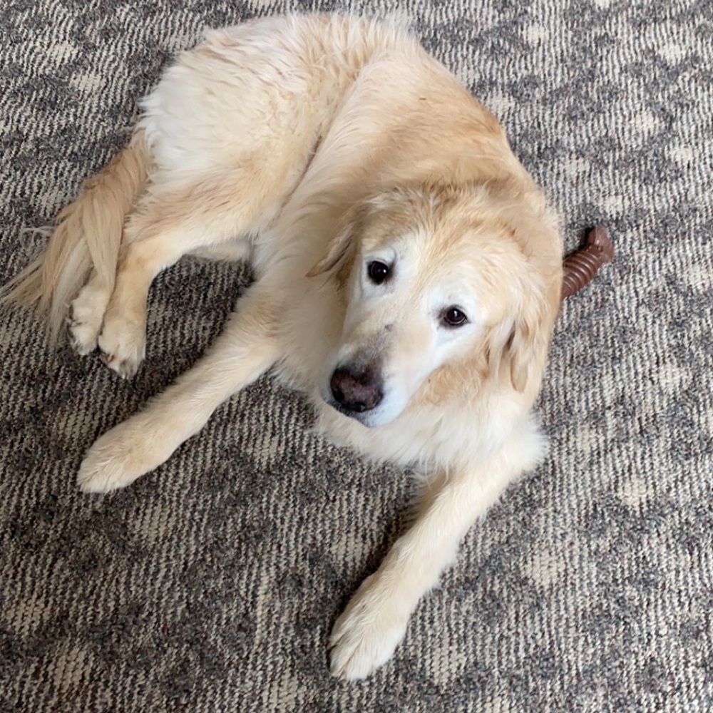 Meet your Posher, Shelby
